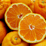 年間スケジュール