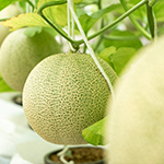 年間スケジュール