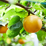 年間スケジュール