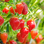 年間スケジュール