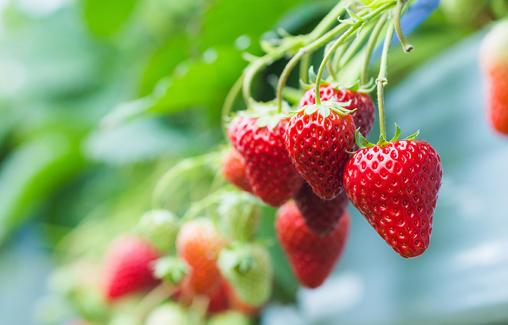 年間スケジュール